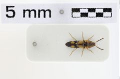 Foto (Dorsalansicht) von Abelater uhligi (Schimmel, 2004)